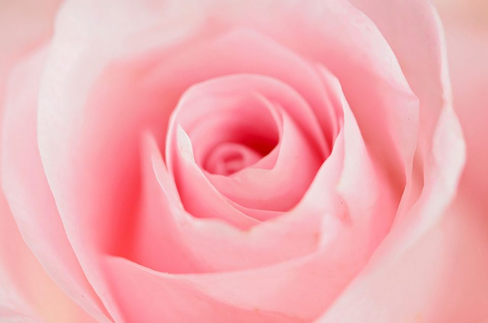 Artful Rose Closeup Photo