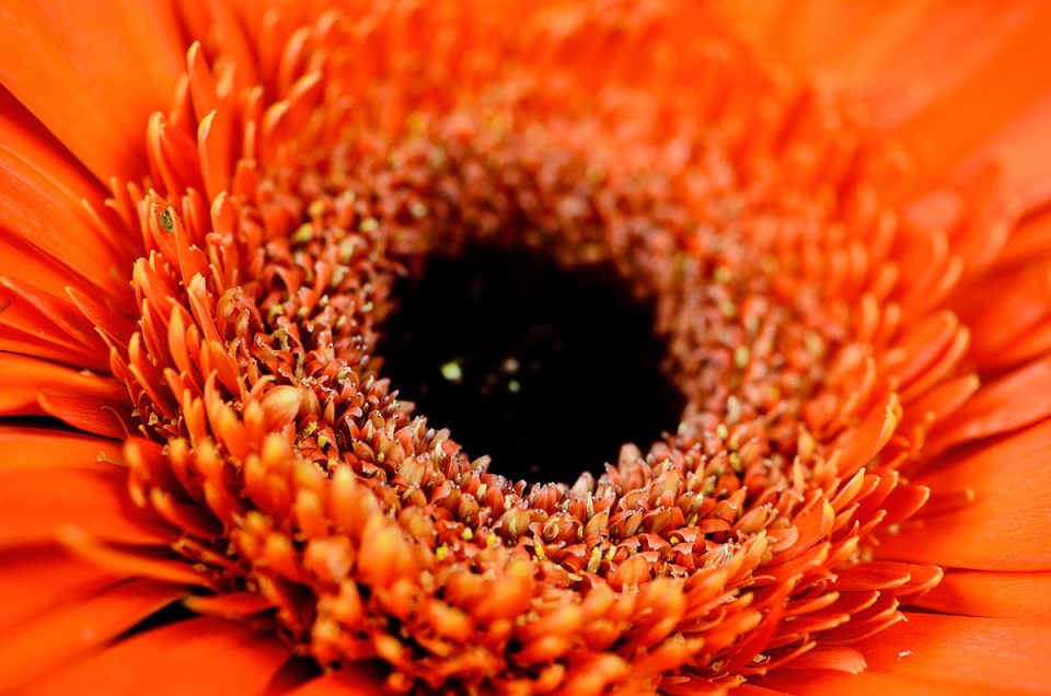 Beautiful up-close detail shot for corporate photos for florists